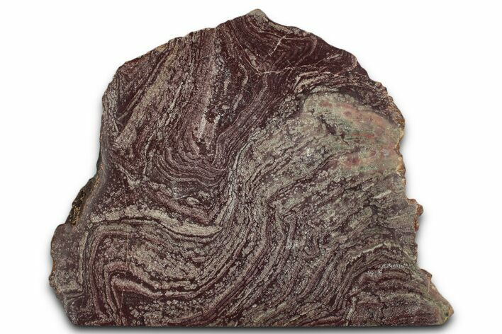 Polished, Neoproterozoic Stromatolite (Conophyton) - Morocco #350942